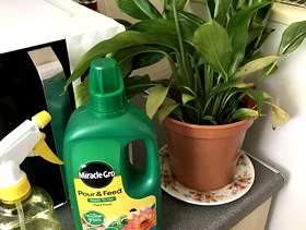 Freecycle Peace lily