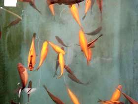 Freecycle Goldfish