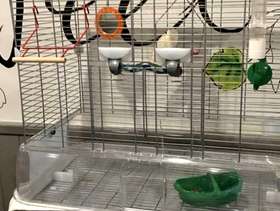 Freecycle Bird Cage