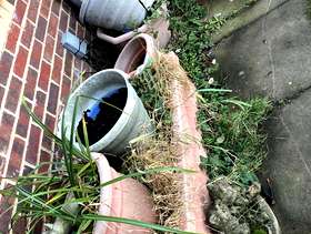 Freecycle Various plant pots