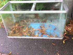 Freecycle Glass Aquarium