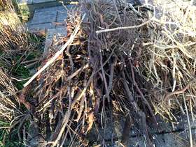 Freecycle Kindling
