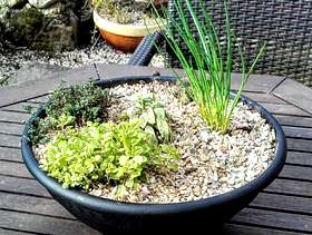 Freecycle Planter with 5 herbs