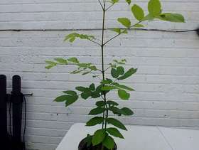 Freecycle Small, 50cm ash tree