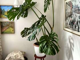 Freecycle Large cheese plant