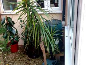 Freecycle 5' draggon tree