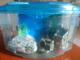 Freecycle Aquarium