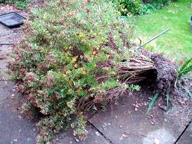 Freecycle Yellow Flowering bush 4-5ft high