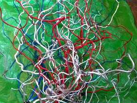 Freecycle Curly Willow