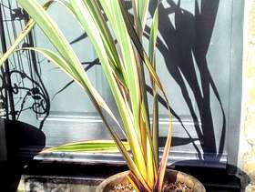 Freecycle Phormium in a blue glazed pot