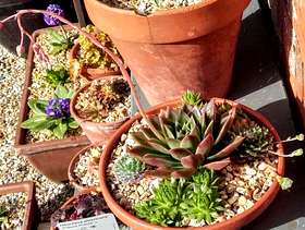 Freecycle 5 succulents in a terracotta pot