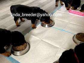 Freecycle Male and Female Rottweiler Puppies Available