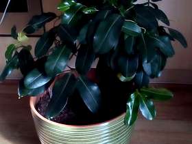Freecycle Large indoor plants
