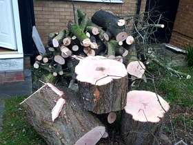 Freecycle Tree stumps