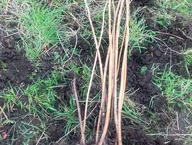 Freecycle Raspberry Canes