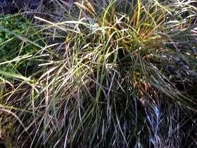 Freecycle Grasses
