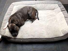 Freecycle Extra large dog bed