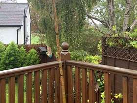 Freecycle Tall acer tree x2