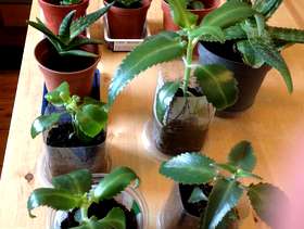 Freecycle Plants - Mother of Thousands and Aloe Vera
