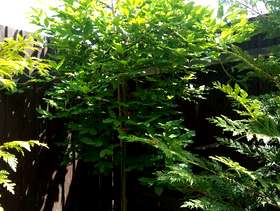 Freecycle Laburnum weeping tree