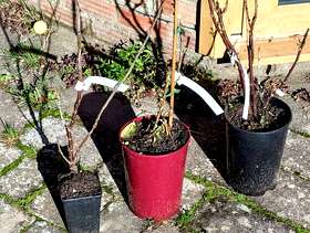Freecycle Blackcurrant, red currant and white currant bushes