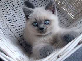 Freecycle Colourpoint shorthair kitten