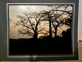 Freecycle Sunrise through the trees photo