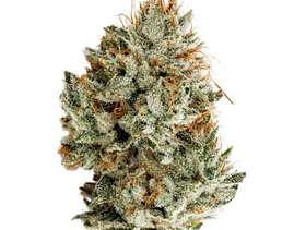 Freecycle Gorilla Glue #4