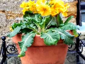 Freecycle 3 primulas in a terracotta planter