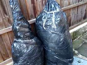 Freecycle Nordmann Fir Christmas Tree