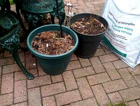 Freecycle Garden plants