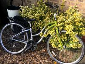 Freecycle Free lady bike
