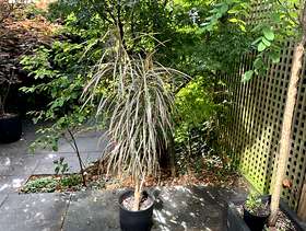 Freecycle Plant and pot