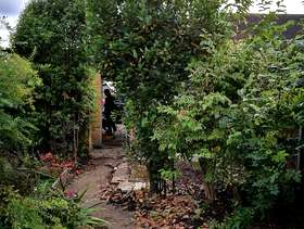 Freecycle Bay Leaf Tree