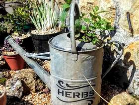 Freecycle Vintage galvanised watering can planter