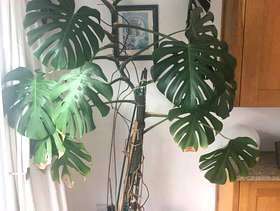 Freecycle Swiss Cheese Plant