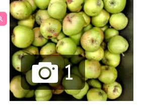 Freecycle Extremely small Bramley cooking apples