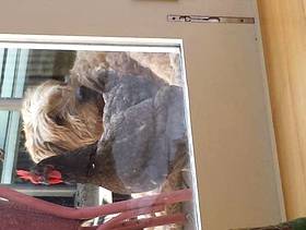 Freecycle Bluebell Chicken