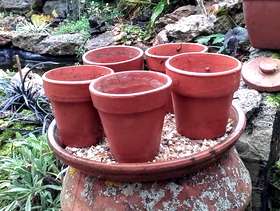Freecycle 5 terracotta pots with terracotta saucer