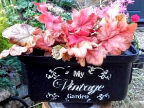 Freecycle Vintage cast iron rain hopper planter
