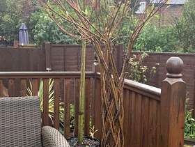 Freecycle Ornamental tree