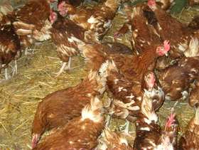 Freecycle Egg laying Hens £5 each or 5 for £20 need ...