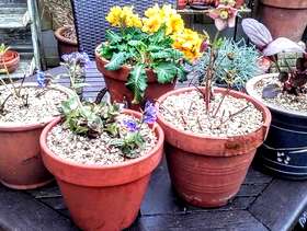Freecycle Various potted Spring plants