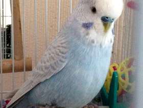 Freecycle Budgie