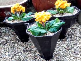 Freecycle Vintage cast iron rain hoppers planted with primulas
