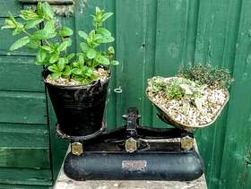Freecycle Vintage scales with herbs