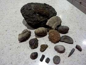 Freecycle A little collection of fossils