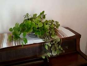Freecycle Christmas cacti and a Swedish ivy