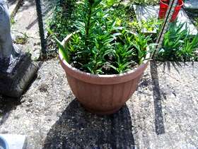 Freecycle Lillies in pots