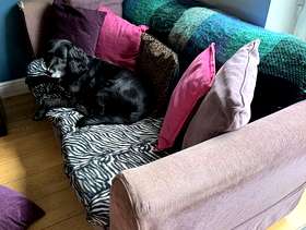 Freecycle Sofa 2 seater